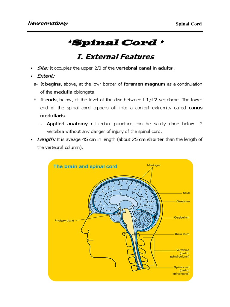 Spinal Cord Anatomy and Features | PDF | Spinal Cord | Vertebral Column
