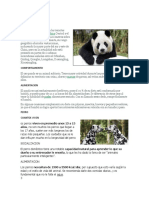 Oso panda: hábitat, alimentación y más