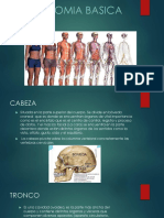 Anatomia Basica