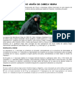 Mono araña de cabeza negra: taxonomía, hábitat y descripción
