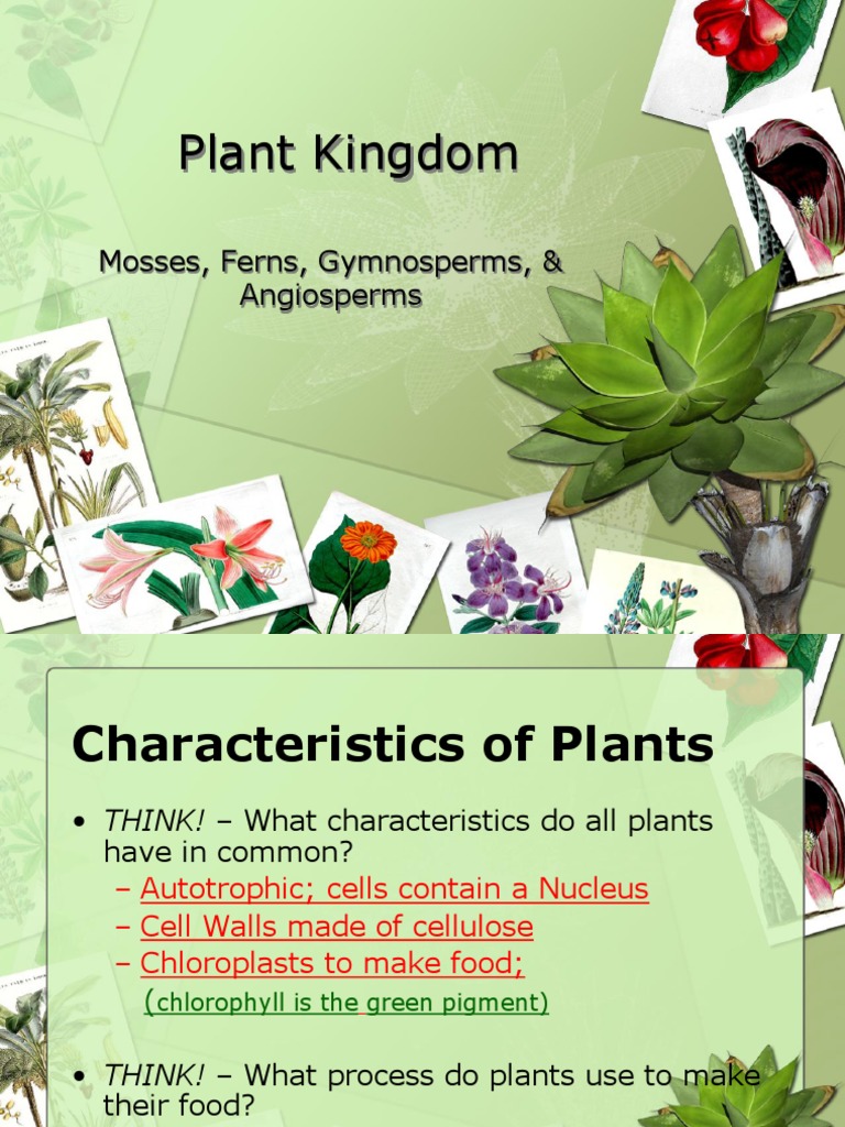 Spore, Cone and Flowering Plants PDF Fern Plants