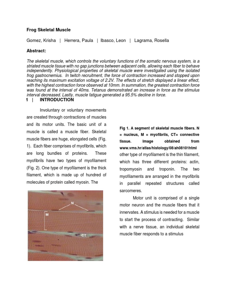 Frog Skeletal Muscle | PDF | Skeletal Muscle | Muscle Contraction