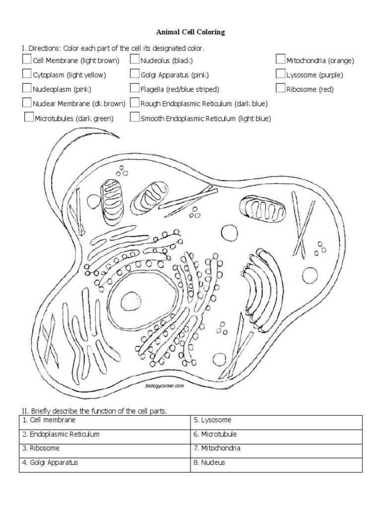 Endoplasmic Reticulum Function Animal Cell