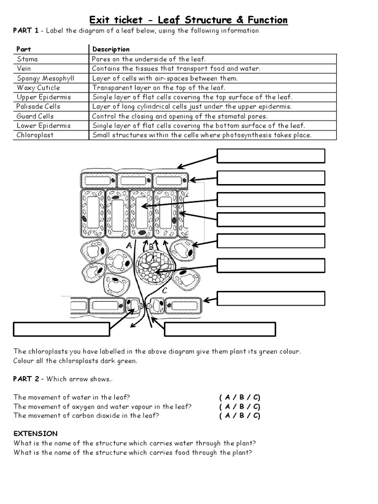 Leaf Structure Worksheet Low Ability Exit Ticket | PDF