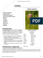 Trifolium Hybridum