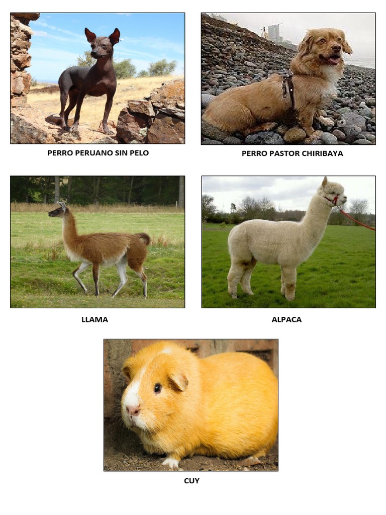 34+ Dibujos De Animales Nativos Del Perú Images