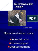 Manejo Del Ternero Recién Nacido