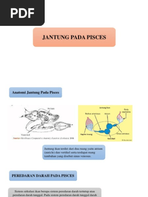 Ppt Jantung Ikan