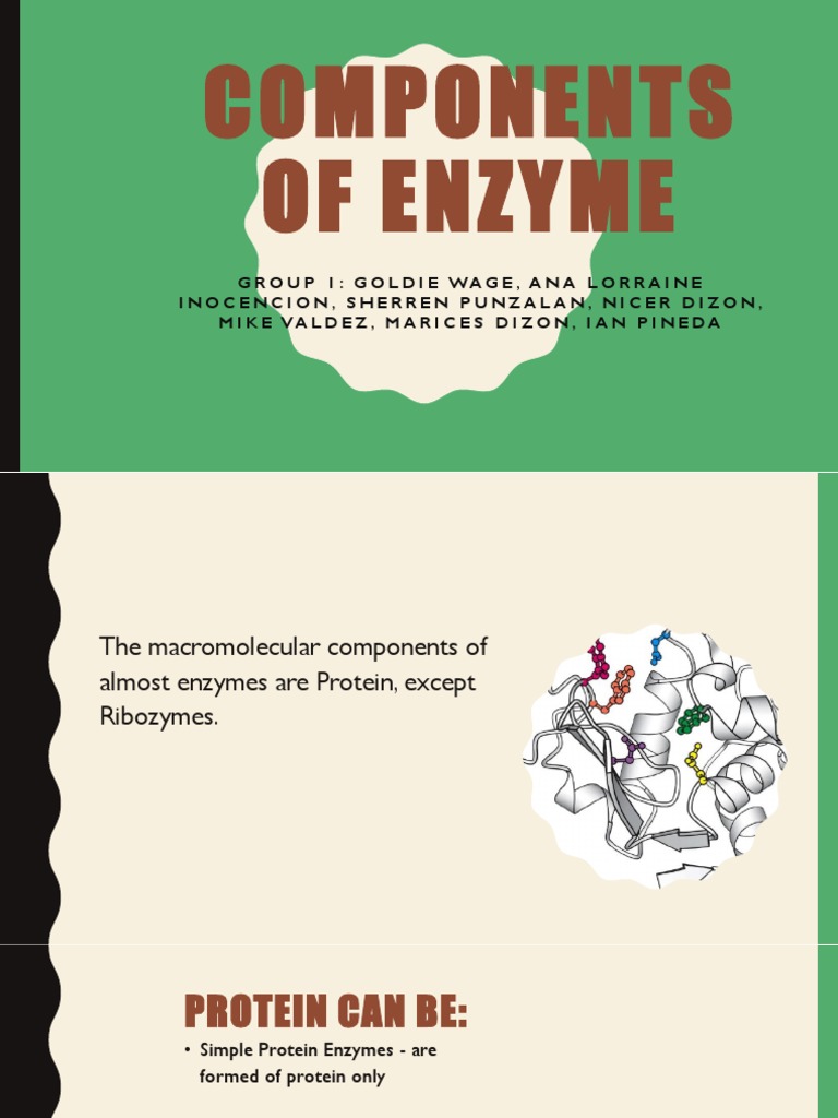 Components of Enzyme PDF