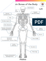 The Main Bones of The Body: Right Left
