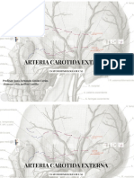 Carotida Externa