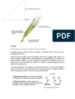 62668810-PLANTAS-MONOICAS.docx