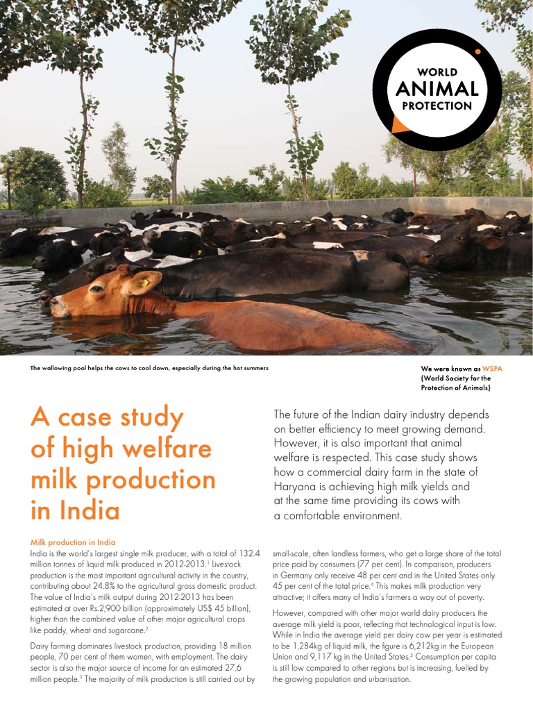 High Welfare Milk Production India | PDF | Dairy Cattle | Dairy, image size:768x1024