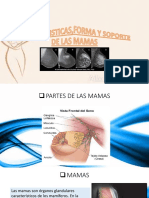 Partes y anatomía de las mamas