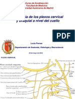 Plexo Cervical Diapos