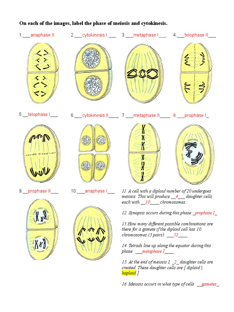 meiosis-pictures-worksheet-answers-x4kx7f-pdf