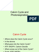 Photosynthesis Chapter Review