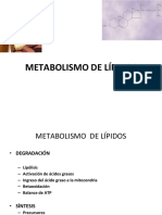 Ppt Metabolismo de Lipidos
