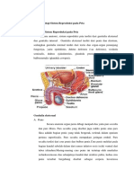 Anatomi dan Fisiologi Sistem Reproduksi pada Pria.docx