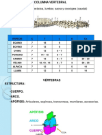 Osteología Cuello