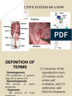 reproductive system of a sow