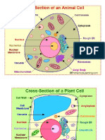 Cell