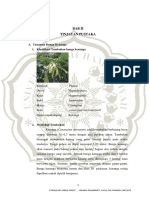 Bab Ii Tinjauan Pustaka: A. Tanaman Bunga Kenanga 1. Klasifikasi Tumbuhan Bunga Kenanga