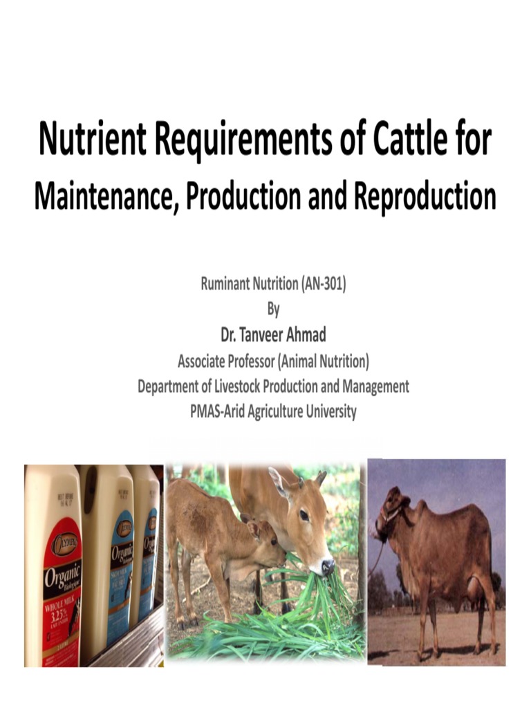 Nutrition Requirements of Ruminants PDF Dairy Cattle Ruminant
