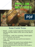 9.filum Mollusca