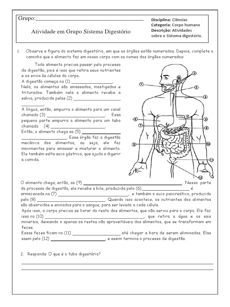 atividades com sistema digestorio - Pesquisa Google