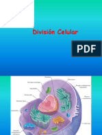 Ciclo y Division