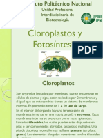 06. Cloroplastos y Fotosíntesis