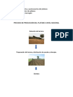 Proceso de Producción Del Plátano