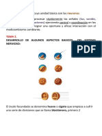 Sistema nervioso: estructura y funciones básicas