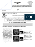 Cuidados Sistema Nerviso