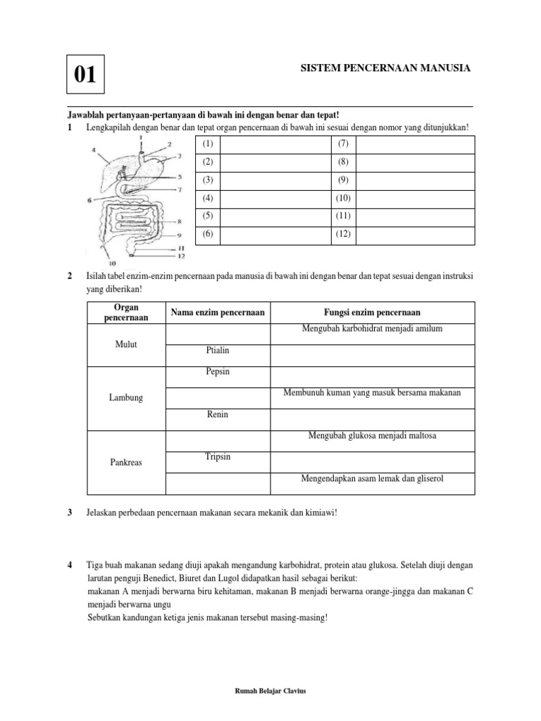 Sistem Pencernaan Manusia | PDF