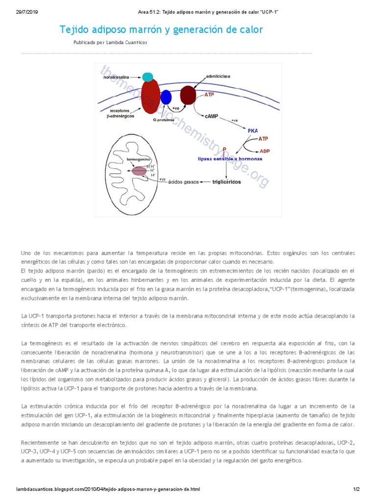 UCP-1 y termogénesis en grasa marrón | PDF | Tejido adiposo | Mitocondria