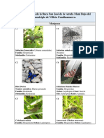 Flora y Fauna de La Finca San José de La Vereda Maní Bajo Del Municipio de Villeta Cundinamarca