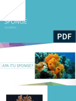 Sponge 1