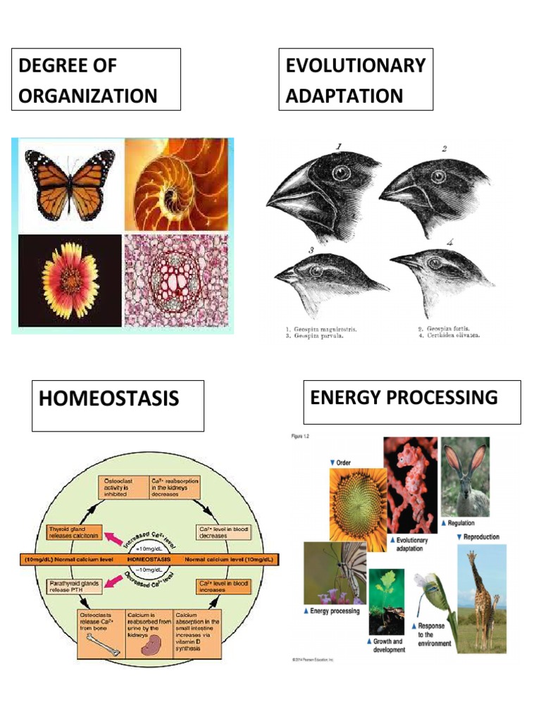 Biological Interactions & Adaptations | PDF | Self-Improvement ...