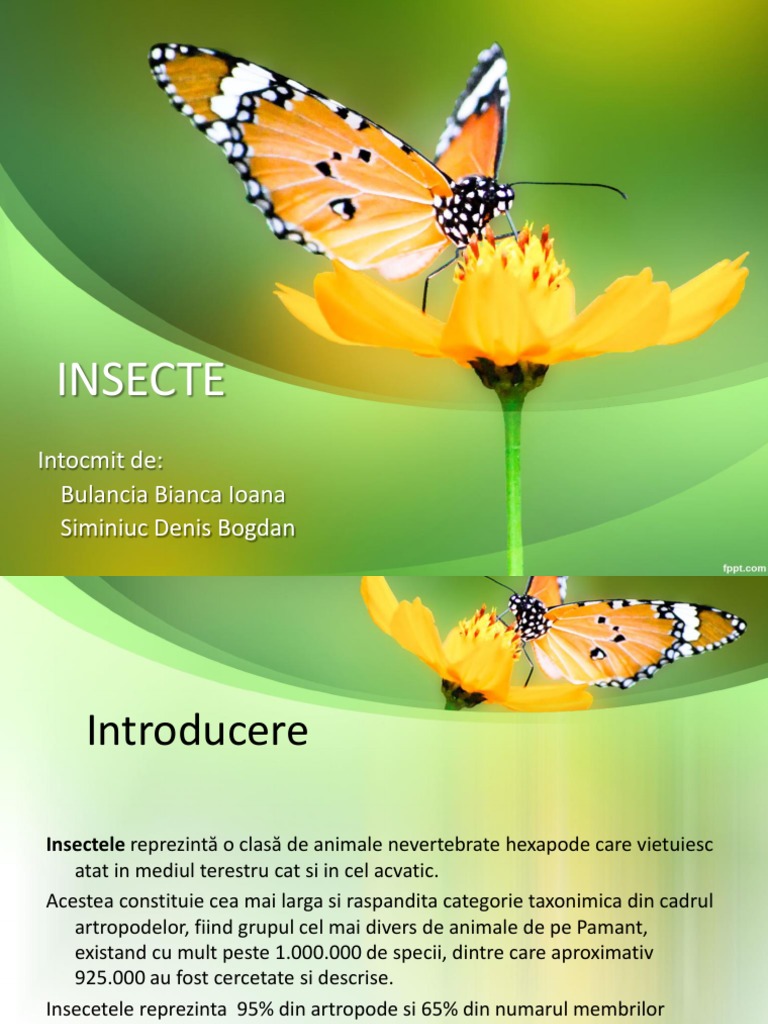 Insecte | PDF