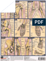 Anatomia - Resumão Esqueleto.pdf