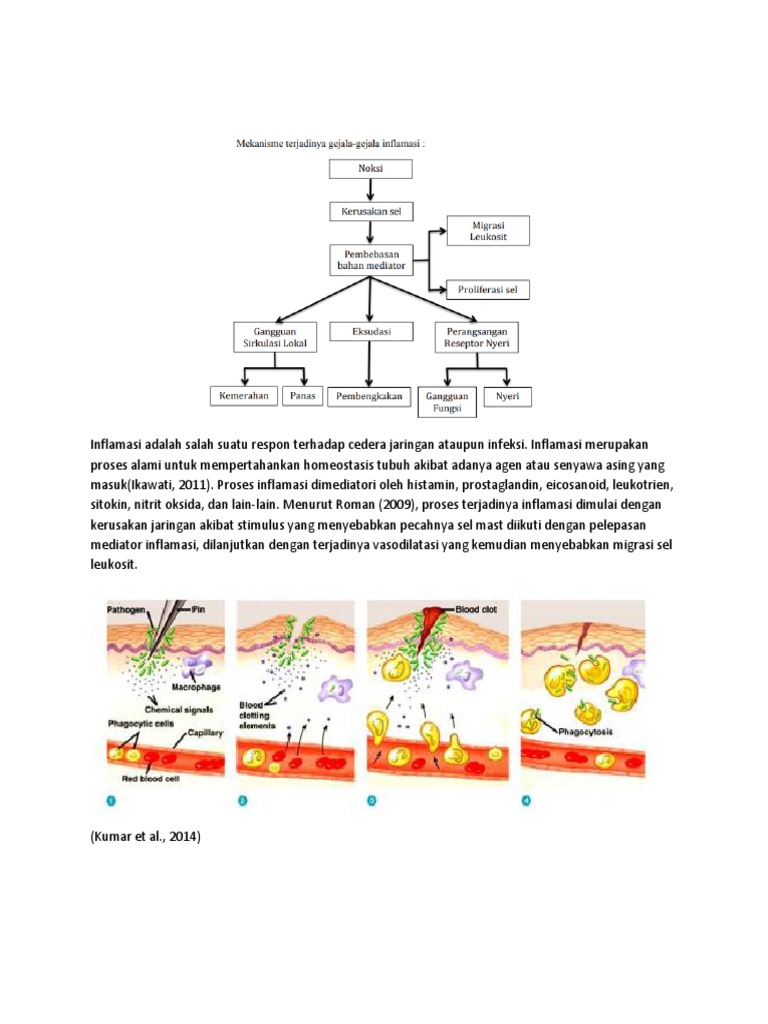 Proses dan Mediator Inflamasi | PDF