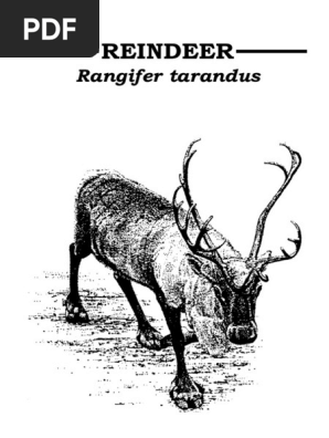 Reindeer booklet