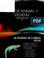 Especies Animales y Vegetales