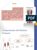 Anatomayfisiologadelsistemaurinario 140623101839 Phpapp01