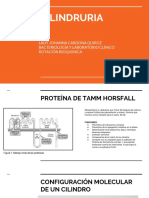 Proteína Tamm-Horsfall y formación de cilindros urinarios