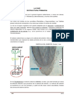 16._estructura_primaria_de_raz.pdf