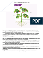 Parts and Function of Plants and Animal Cell