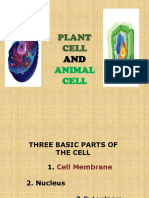 Plant and animal cell organelles comparison
